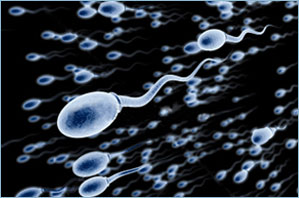 La ovulación y la fertilidad